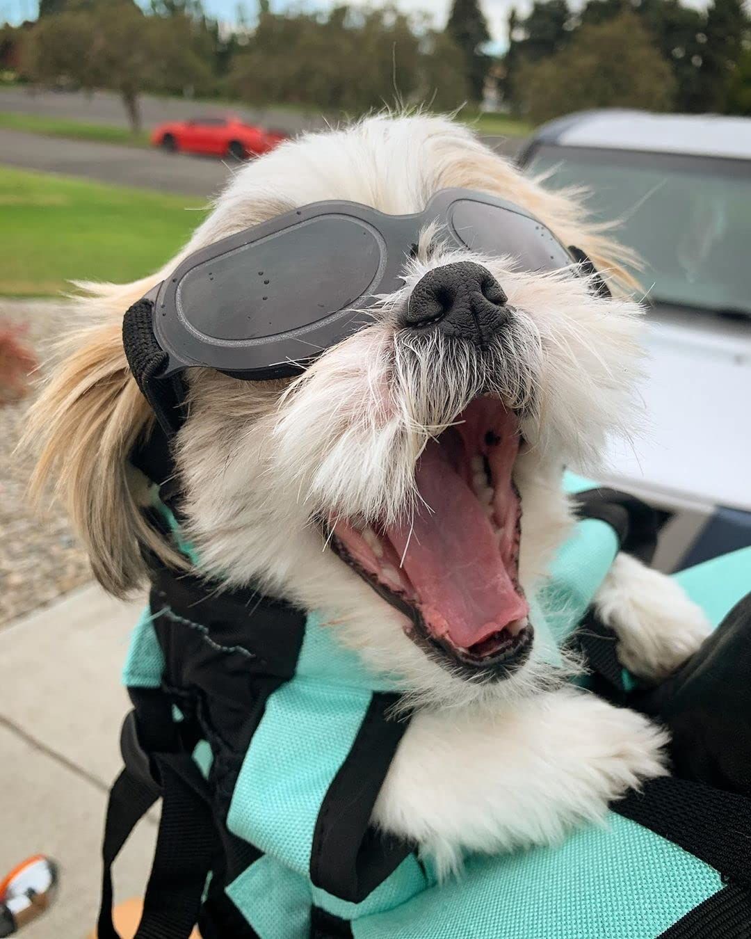 Dog Goggles Small Breed UV Lens Doggy Sunglasses for Small Dogs Eyes Protection Outdoor Antifogging Snowproof Bright Black - Image 5